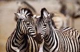 Tamedia Namibia, Vic Falls & Botswana 10.- 29.4.26