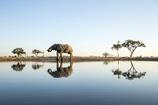 NZZ Vic Falls & Botswana 17. - 29.11.2026