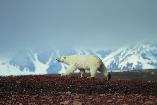 Expedition Spitzbergen