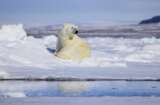 TELE/TV-Star: Expedition ins Reich der Eisbären