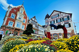 Chrysanthema Lahr