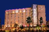 Olive Tree****, Amman