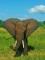 Elefant